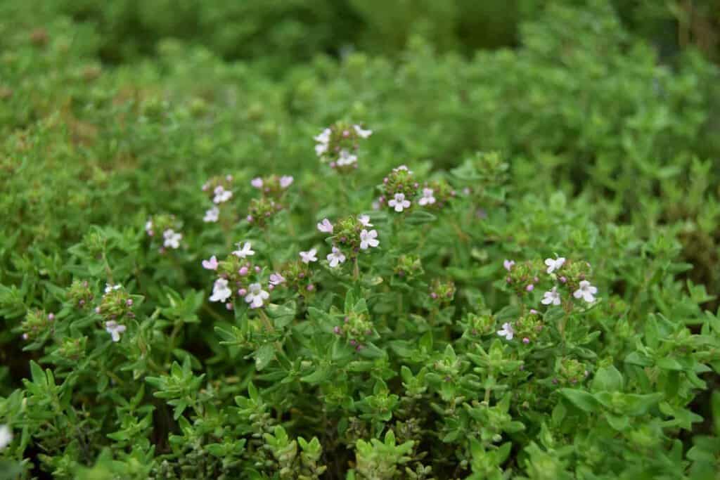 Thymus vulgaris 'Compactus' ---